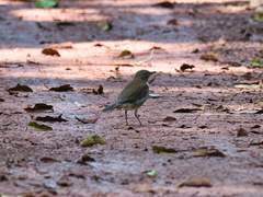 Turdus albicollis
