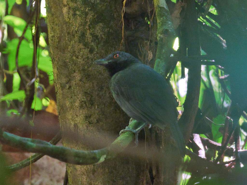 Black-Throated Antshrike