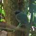 Black-throated Antshrike - Photo (c) Eric Carpenter, some rights reserved (CC BY-NC), uploaded by Eric Carpenter