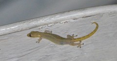 Hemiphyllodactylus typus