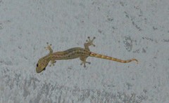 Hemiphyllodactylus typus