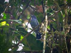 Thamnophilus amazonicus