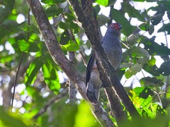 Micrastur gilvicollis