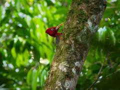 Campephilus rubricollis