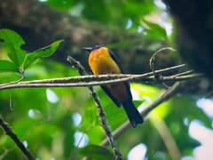 Lanio fulvus