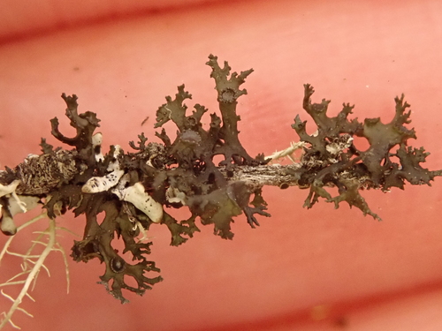 iNaturalist observation photo of Flattened thornbush lichen