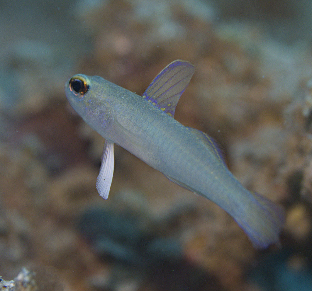 Colin's Fairygoby
