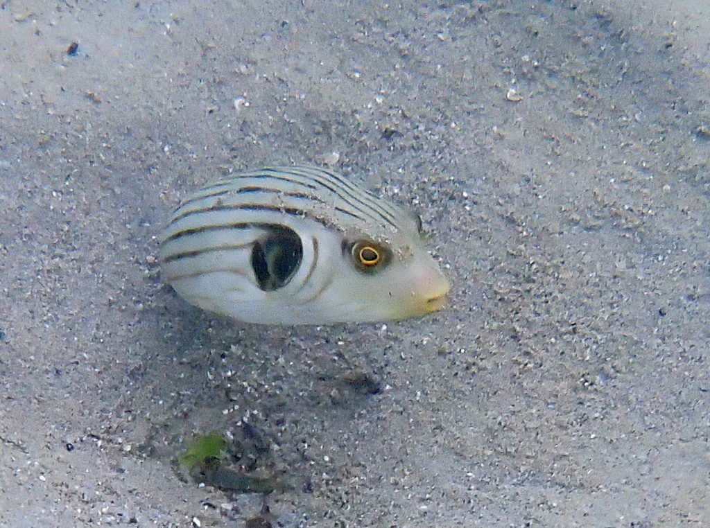 Narrow-lined puffer (Arothron manilensis) — Tetraodontidae