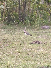Vanellus chilensis