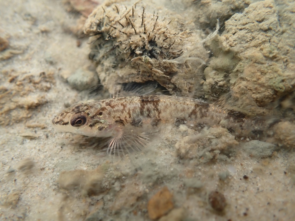 Saddleback darter (Percina vigil) — Percidae