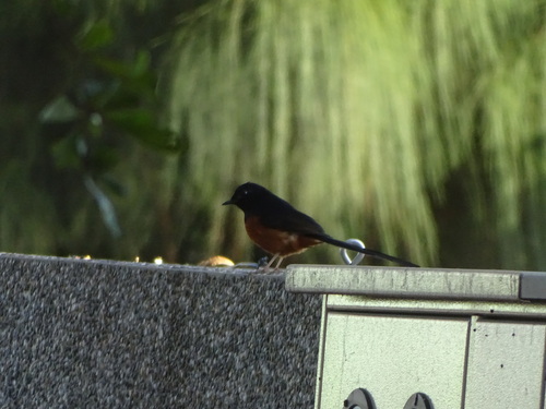 White-rumped Shama (Copsychus malabaricus), photo 2
