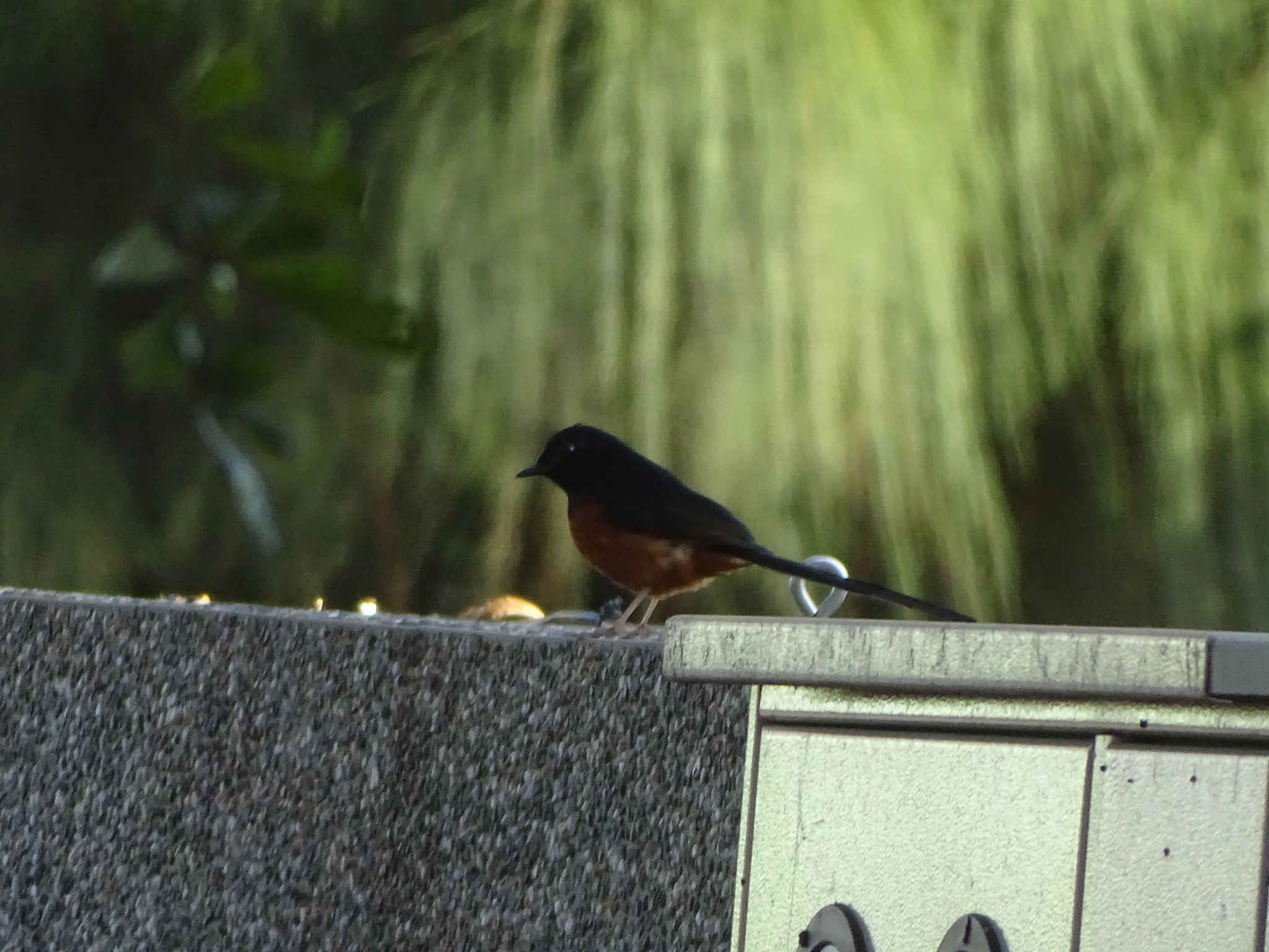 White-rumped Shama (Copsychus malabaricus), photo 2