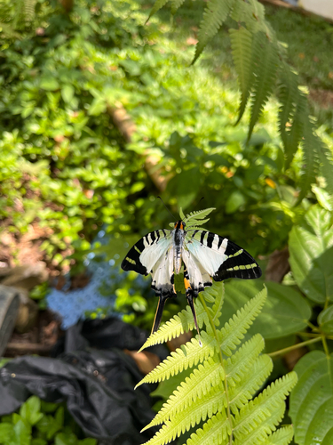 Graphium antiphates