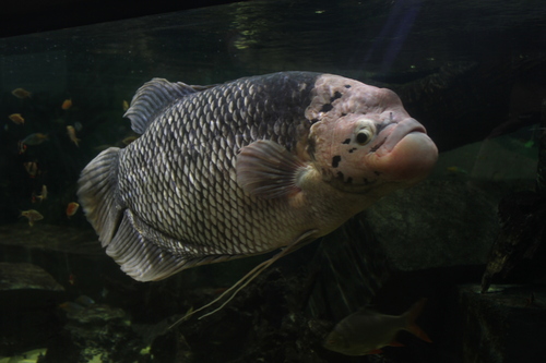 Osphronemus goramy Lacepède, 1801