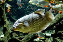 Giant Gourami photo 5