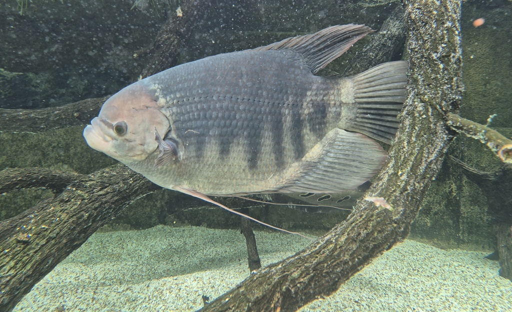Seven-Barred Giant Gourami