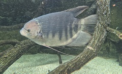 Seven-Barred Giant Gourami photo 1