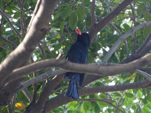 Black Bulbul (Hypsipetes leucocephalus), photo 10
