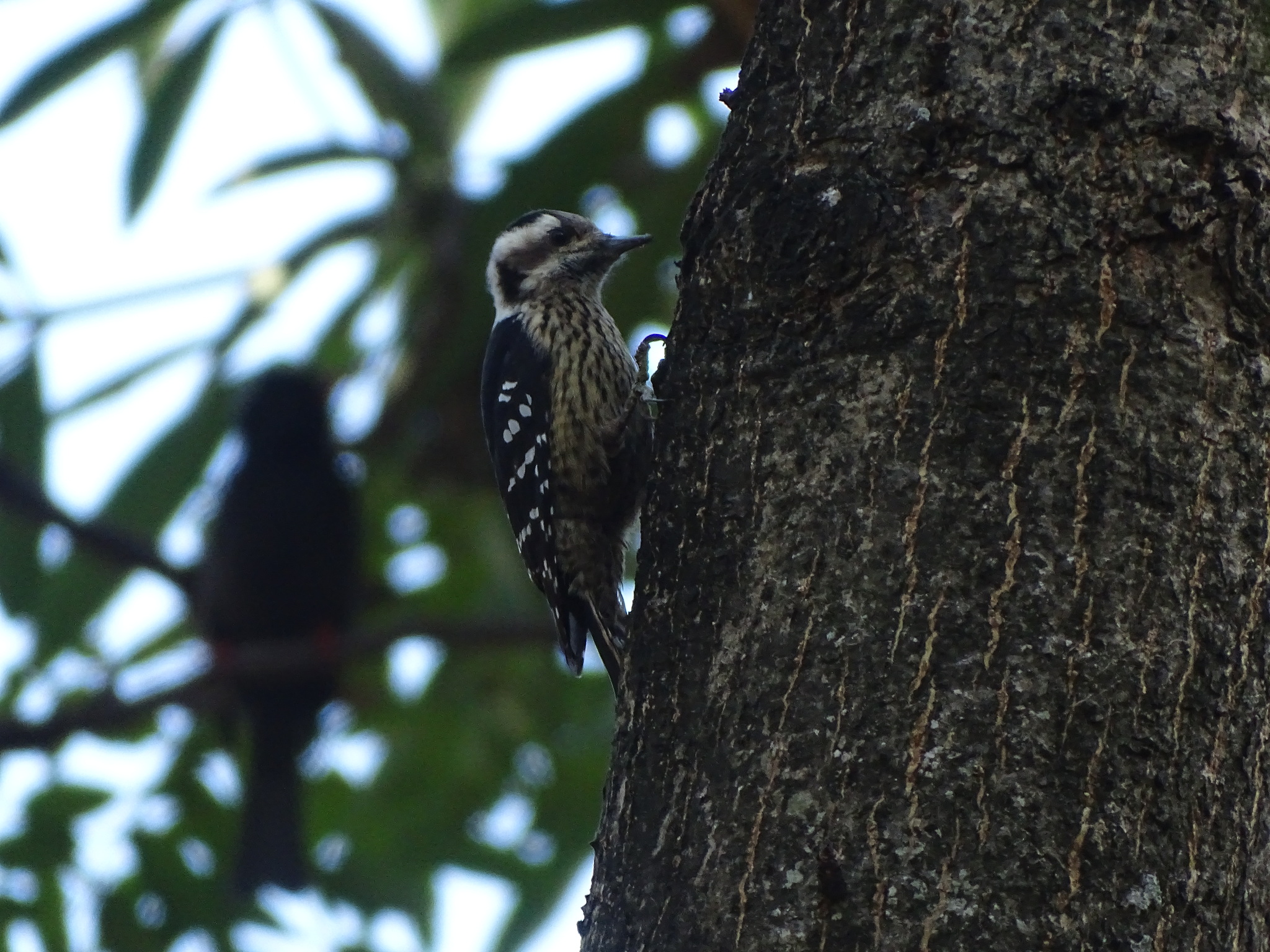 Grey-capped Pygmy Woodpecker (Yungipicus canicapillus), photo 1