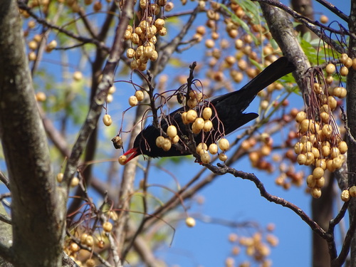Black Bulbul (Hypsipetes leucocephalus), photo 1