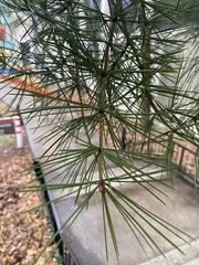 Pinus bungeana