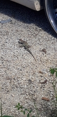 Pholidoscelis plei