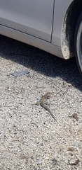 Pholidoscelis plei