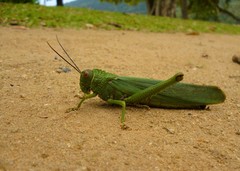 Tropidacris cristata grandis