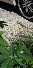 Pholidoscelis plei