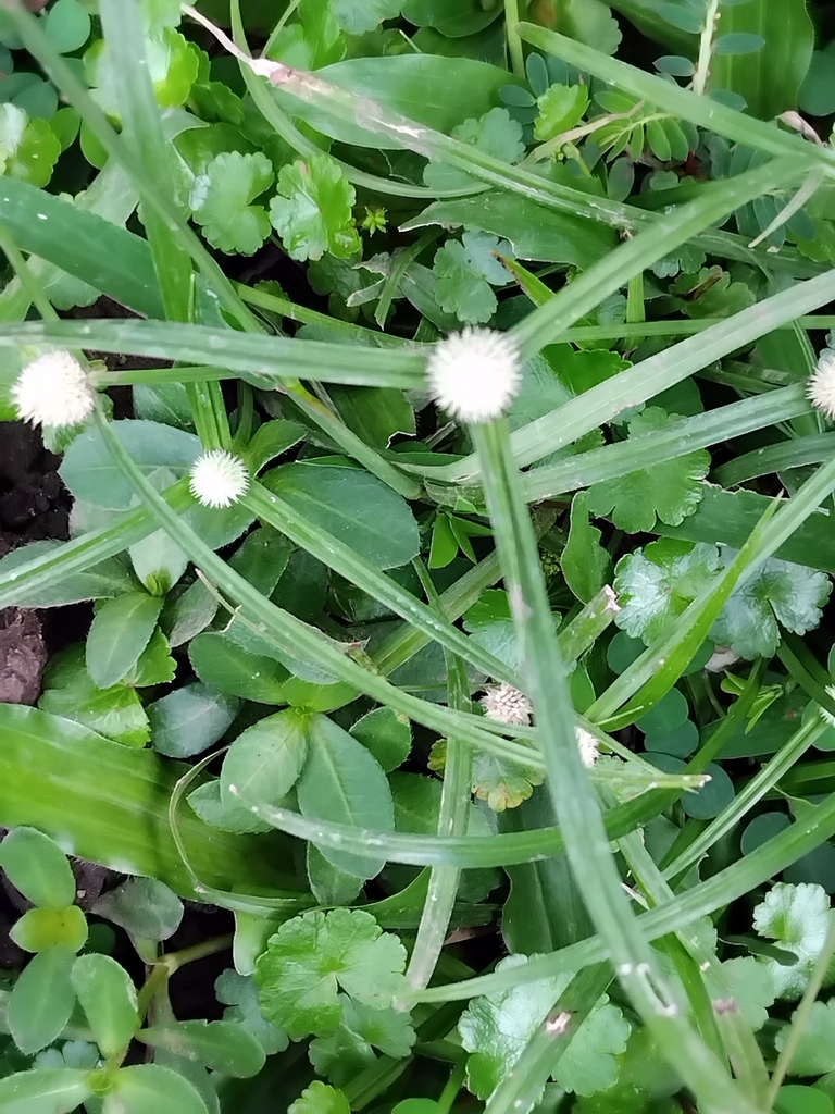 Flatsedge (Cyperus mindorensis)