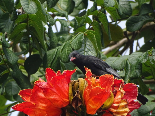 Black Bulbul (Hypsipetes leucocephalus), photo 2