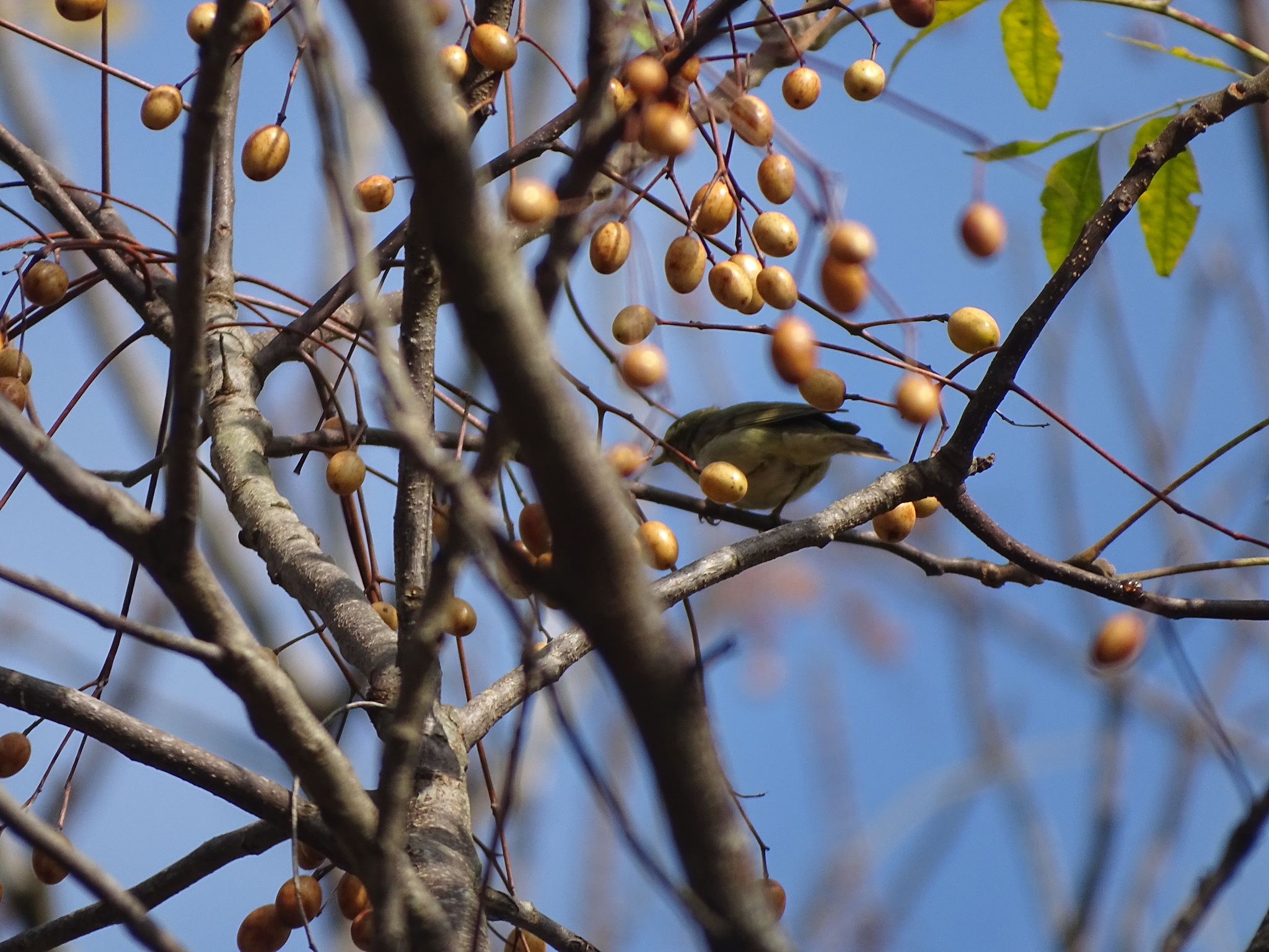 Swinhoe's White-eye (Zosterops simplex), photo 6