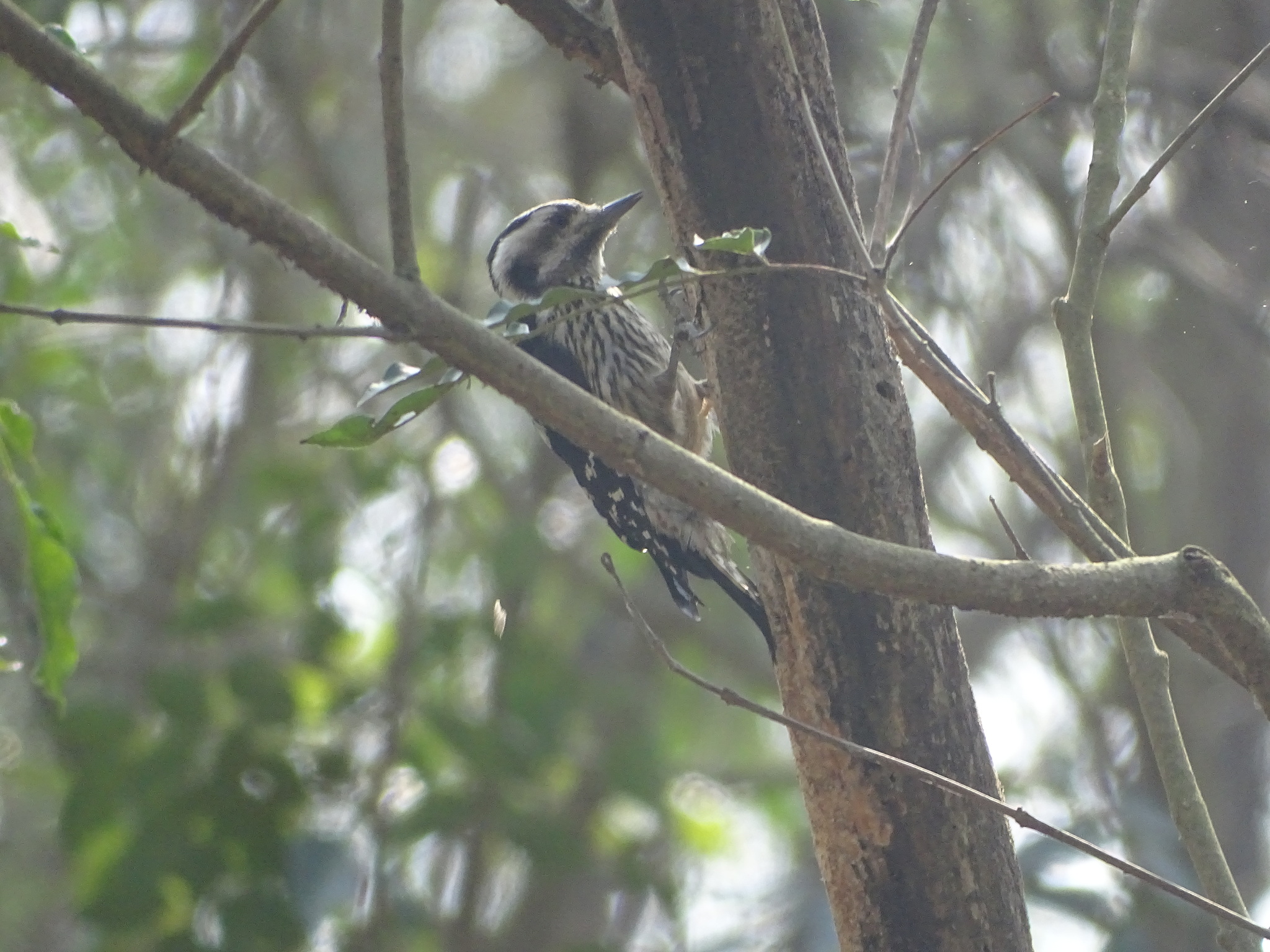 Grey-capped Pygmy Woodpecker (Yungipicus canicapillus), photo 6