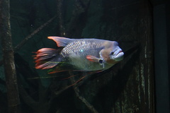 Giant Red Tail Gourami photo 4