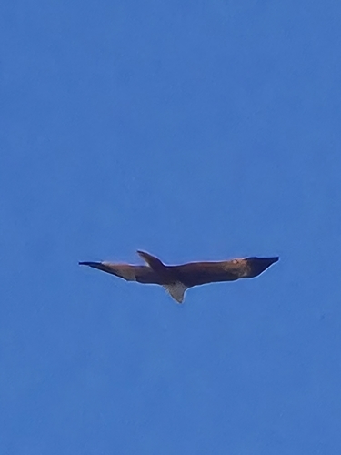 Brahminy Kite