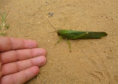 Tropidacris cristata grandis
