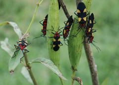 Oncopeltus varicolor