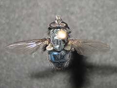 Calliphora grahami