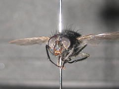 Calliphora grahami