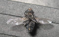 Calliphora grahami