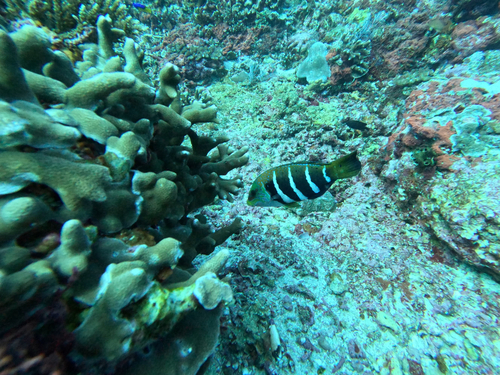 Barred thicklip (Hemigymnus fasciatus) — Labridae