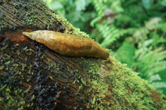 Vaginulus taunaisii