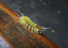 Lophocampa catenulata
