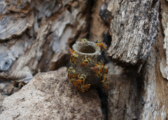 Tetragonisca angustula