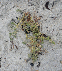 Atriplex billardierei