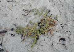 Atriplex billardierei