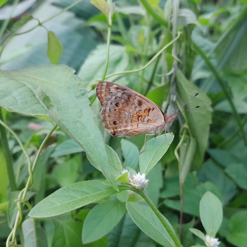 Junonia orithya