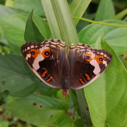 Junonia orithya