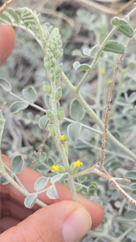 Errazurizia megacarpa, 2025-12-30
