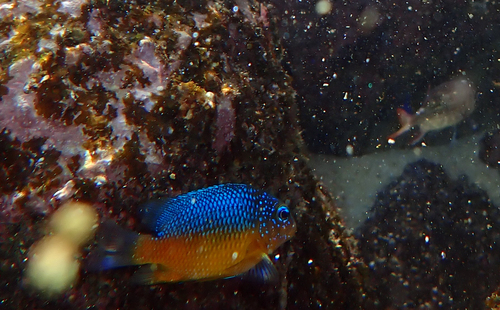 Bumphead damselfish (Microspathodon bairdii) — Pomacentridae — 5